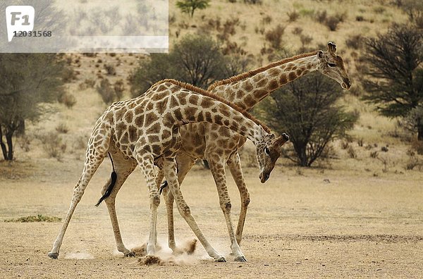 Südliche Giraffe (Giraffa giraffa giraffa)  kämpfende Männchen im trockenen Auob-Flussbett  Kalahari-Wüste  Kgalagadi Transfrontier Park  Südafrika  Afrika