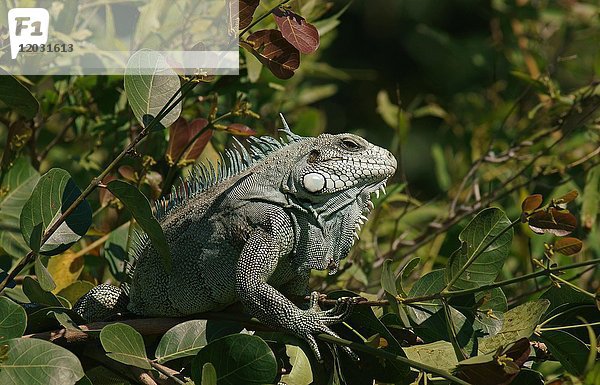 Grüner Leguan (Iguana iguana) auf dem Baum  Pantanal  Brasilien  Südamerika
