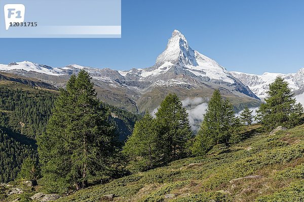 Berglandschaft  Fichte vor schneebedecktem Matterhorn  Wallis  Schweiz  Europa
