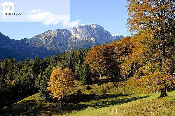 Herbstwald vor dem Berchtesgadener Hochthron  Untersberg  Berchtesgaden  Oberbayern  Bayern  Deutschland  Europa
