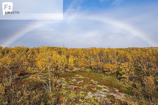 Herbstlandschaft mit Regenbogen  Norrbottens  Norrbottens län  Laponia  Lappland  Schweden  Europa