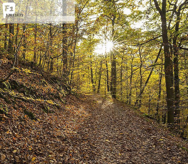 Waldweg im Herbst  Nationalpark Kellerwald-Edersee  Hessen  Deutschland  Europa