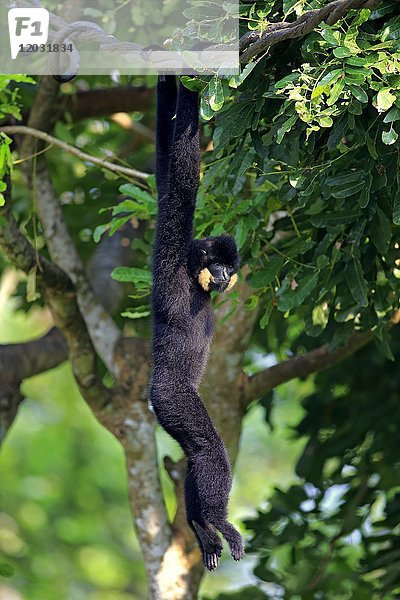Gelbwangengibbon (Nomascus gabriellae)  erwachsen  männlich  im Baum hängend  in Gefangenschaft  Vorkommen Südostasien