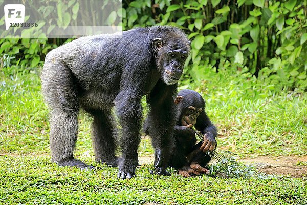 Schimpansen (Pan troglodytes troglodytes)  erwachsen mit Jungen  fressend  in Gefangenschaft  Vorkommen in Zentralafrika
