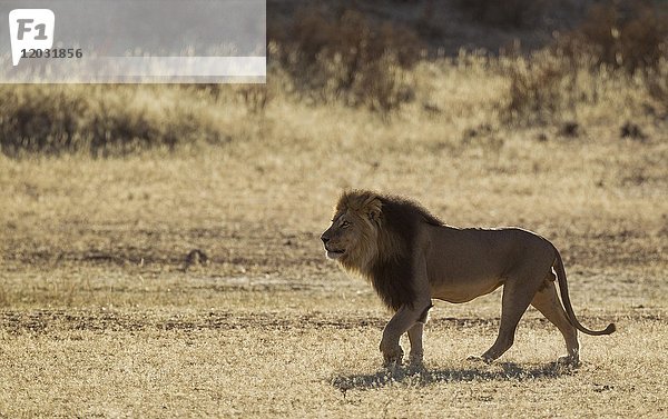 Kalahari-Löwe (Panthera leo vernayi)  männlich  im trockenen Auob-Flussbett umherstreifend  Kalahari-Wüste  Kgalagadi Transfrontier Park  Südafrika