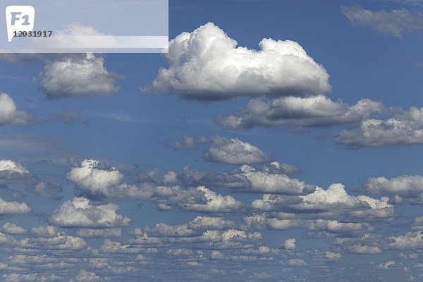 Schönwetterwolken  Wolkencluster  Cumulus humilis  Deutschland  Europa