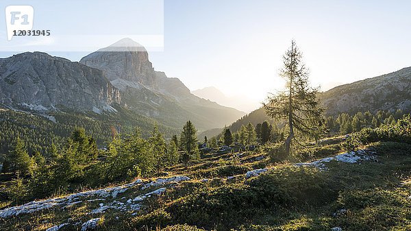 Sonnenaufgang vor den Gipfeln von Col dei Bos und Tofane  Falzaregopass  Dolomiten  Südtirol  Trentino-Südtirol  Italien  Europa