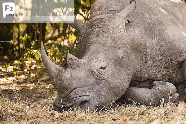 Nördliches Breitmaulnashorn (Ceratotherium Simum Cottoni)  schlafend  Tierporträt  Ziwa Rhino Sanctuary  Uganda  Afrika