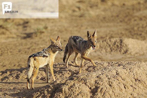 Schwarzrückenschakale (Canis mesomelas)  Kalahari-Wüste  Kgalagadi Transfrontier Park  Südafrika  Afrika