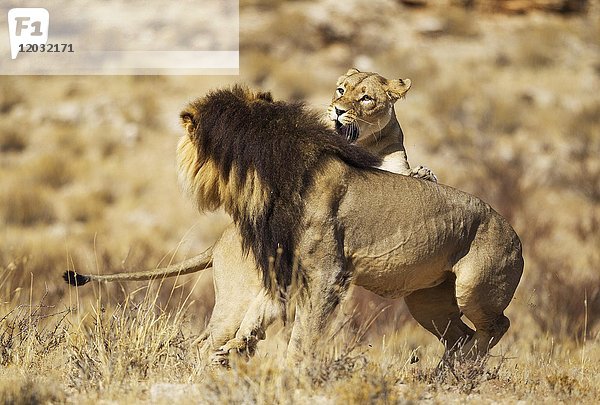 Löwen (Panthera leo)  empfängnisbereites Weibchen und schwarzmähniges Kalahari-Männchen bei ihrer ersten Begegnung  das anfänglich aggressive Verhalten des Weibchens ist typisch  Kalahari-Wüste  Kgalagadi Transfrontier Park  Südafrika  Afrika
