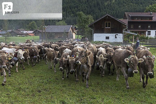 Herde Allgäuer Kühe auf dem Almabtrieb  Hinterstein  Bad Hindelang  Bayern  Deutschland Sepiafärbung
