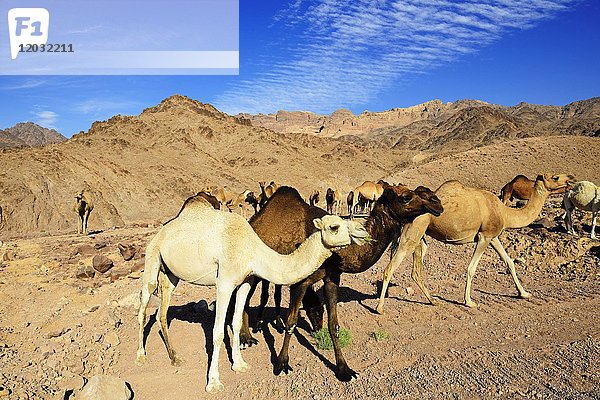 Schwarze  braune und weiße Dromedare (Camelus dromedarius) in Al-Manshijja  Jordanien  Asien