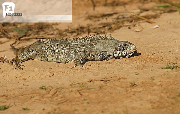 Grüner Leguan (Iguana iguana) auf sandigem Boden  Pantanal  Brasilien  Südamerika