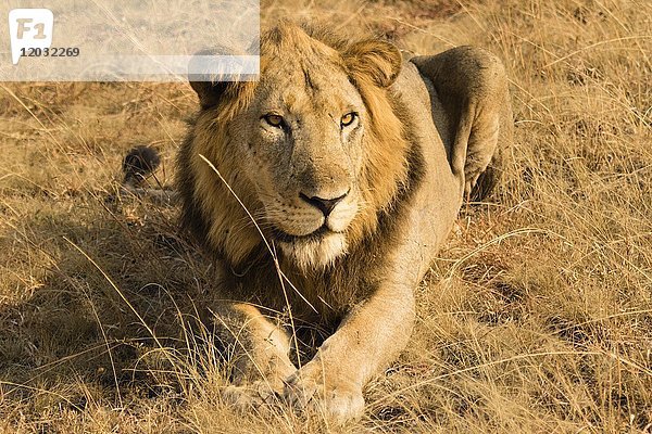 Löwe (Panthera Leo)  liegend im trockenen Gras  Queen Elisabeth National Park  Uganda  Afrika