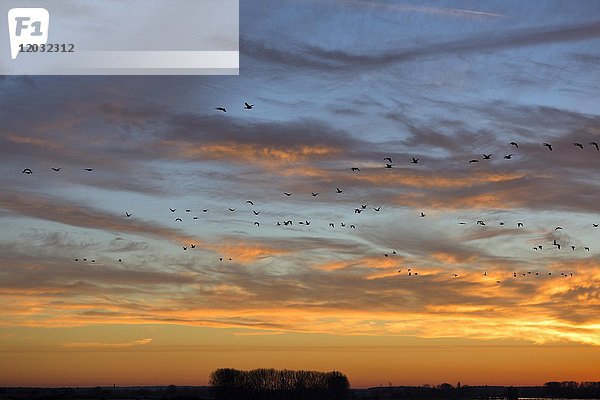Blässgans (Anser albifrons)  fliegender Schwarm im Sonnenuntergang  Xanten  Niederrhein  Nordrhein-Westfalen  Deutschland  Europa