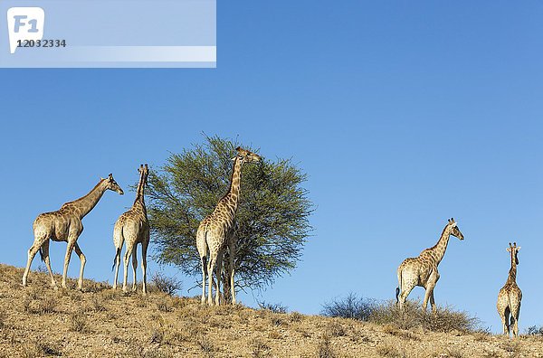Südliche Giraffen (Giraffa giraffa)  Fütterung an einem Hirtenbaum (Boscia albitrunca)  Kalahari-Wüste  Kgalagadi Transfrontier Park  Südafrika  Afrika