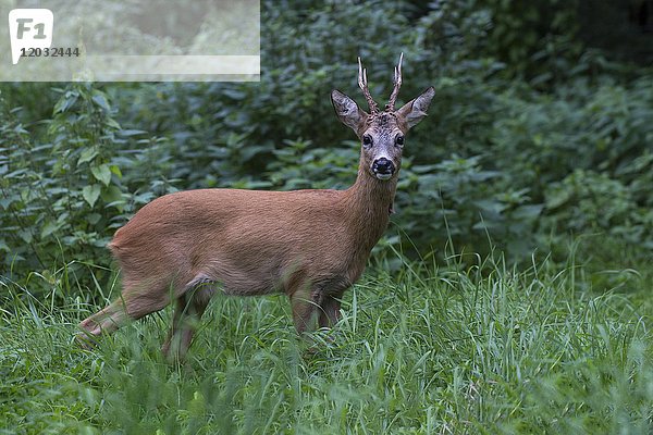 Europäischer Rehbock (Capreolus capreolus)  Rheinland-Pfalz  Deutschland  Europa