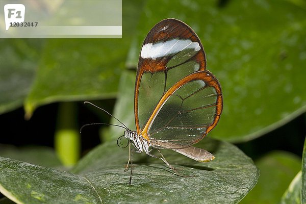 Glasflügel (Greta oto)  Gefangene