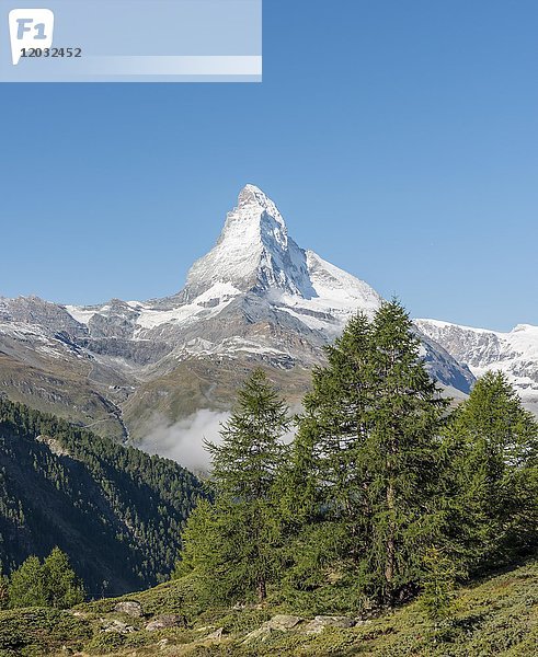 Berglandschaft  Fichte vor schneebedecktem Matterhorn  Wallis  Schweiz  Europa