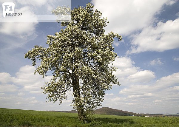 Blühender Birnbaum (Pyrus communis)  Deutschland  Europa