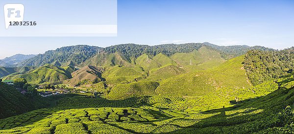 Tal mit Teeplantagen  Anbau von Tee  Cameron Highlands  Tanah Tinggi Cameron  Pahang  Malaysia  Asien