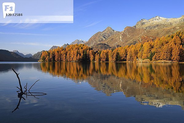 Herbstlich verfärbter Lärchenwald  Silsersee  Sils  Engadin  Kanton Graubünden  Schweiz  Europa
