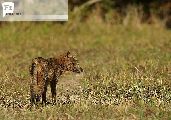 Krabbenfressender Fuchs (Cerdocyon thous)  Pantanal  Mato Grosso  Brasilien  Südamerika