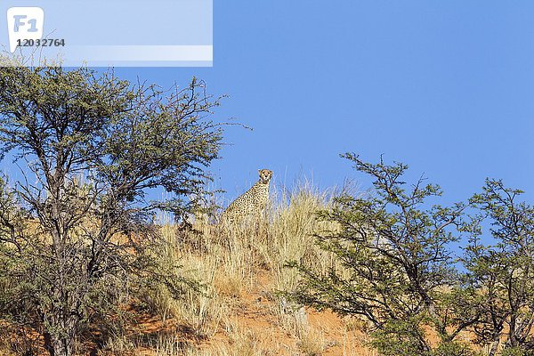 Gepard (Acinonyx jubatus)  Weibchen schaut auf eine grasbewachsene Sanddüne mit Kameldornbäumen (Acacia erioloba)  Kalahari-Wüste  Kgalagadi Transfrontier Park  Südafrika  Afrika