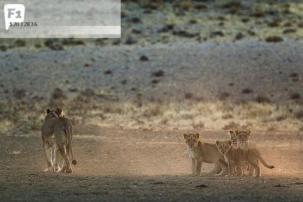 Löwen (Panthera leo)  Weibchen und vier Jungtiere im frühen Morgenlicht  Kalahari-Wüste  Kgalagadi Transfrontier Park  Südafrika  Afrika
