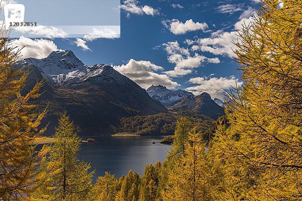 Herbstlich verfärbte Lärchen (Larix) mit Silser See vor schneebedecktem Engadiner Berggipfel  Sils  Oberengadin  Schweiz  Europa