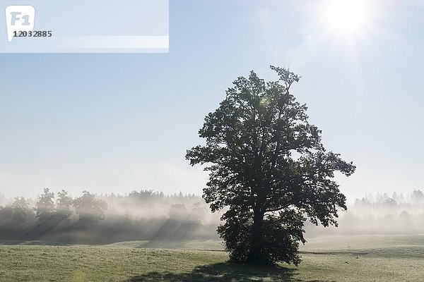 Baum im Gegenlicht  Sonne scheint durch Morgennebel  in Reichersbeuern  Tölzer Land  Oberbayern  Bayern  Deutschland  Europa