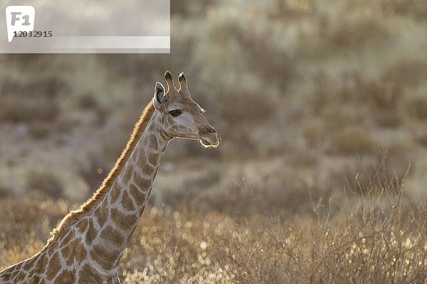 Südliche Giraffe (Giraffa giraffa)  Weibchen  Kalahari-Wüste  Kgalagadi Transfrontier Park  Südafrika  Afrika