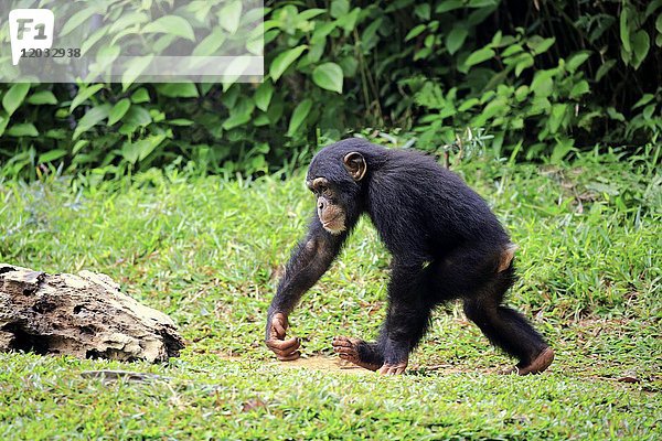 Schimpanse  (Pan troglodytes troglodytes)  Schimpanse  Jungtiere laufen  Afrika  in Gefangenschaft  Vorkommen Afrika