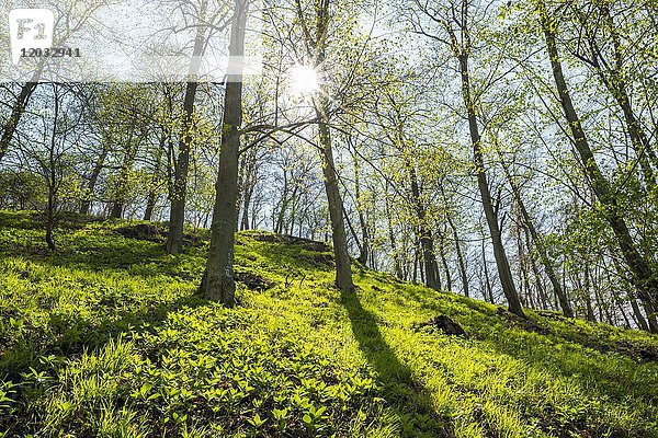 Rotbuchen (Fagus sylvatica)  Laubwald im Frühjahr  Gegenlicht  Nationalpark Kellerwald-Edersee  Hessen  Deutschland  Europa