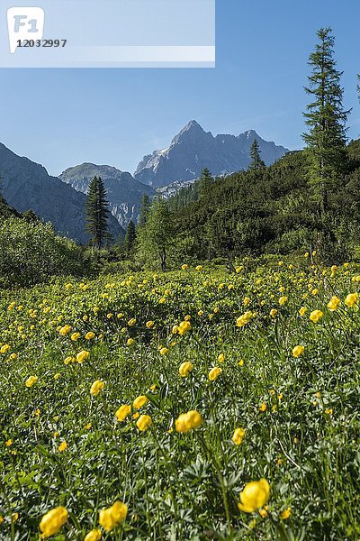 Gelbe Ringelblumenblüten auf einer Wiese  Blick vom Funtenseetauern auf den Watzmann  Nationalpark Berchtesgaden  Berchtesgadener Land  Oberbayern  Bayern  Deutschland  Europa