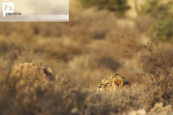 Löwe (Panthera leo)  männlich  ruht sich an einem versteckten Ort aus und beobachtet seine Umgebung  Kalahari-Wüste  Kgalagadi Transfrontier Park  Südafrika  Afrika