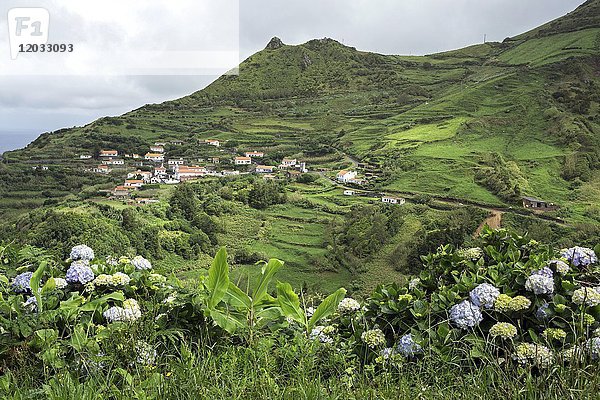 Der Ort Lajedo in typischer Landschaft  Insel Flores  Azoren  Portugal  Europa