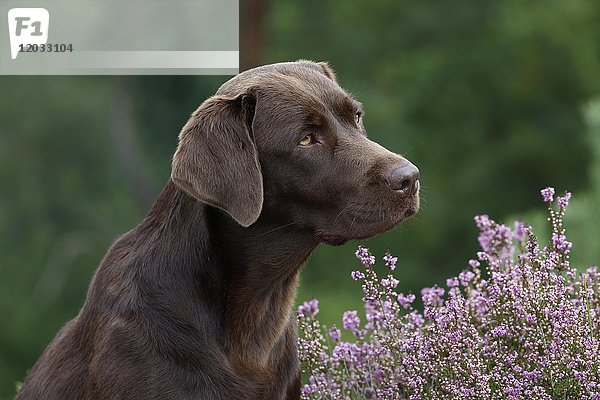 Brauner Labrador Retriever (Canis lupus familiaris)  Hündin  sitzend  Portrait  Schleswig-Holstein  Deutschland  Europa