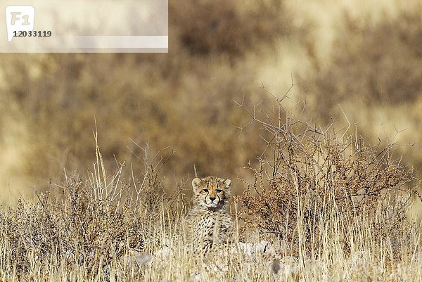 Gepard (Acinonyx jubatus)  Jungtier im Gebüsch sitzend  Kalahari-Wüste  Kgalagadi Transfrontier Park  Südafrika  Afrika