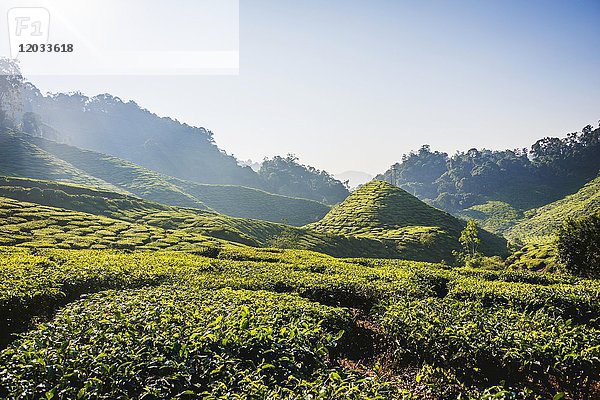 Hügellandschaft mit Teeplantagen  Anbau von Tee  Cameron Highlands  Tanah Tinggi Cameron  Pahang  Malaysia  Asien