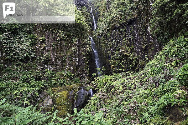 Wasserfall mit typischer Farnvegetation (Tracheophyta)  bei Lajedo  Insel Flores  Azoren  Portugal  Europa