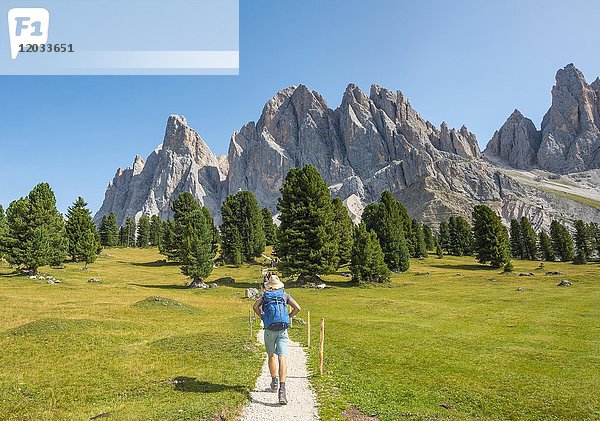 Wanderer auf dem Wanderweg bei der Gschnagenhardt Alm  Villnösstal unterhalb der Geislerspitzen  hinter der Geislergruppe  Sass Rigais  Dolomiten  Südtirol  Italien  Europa