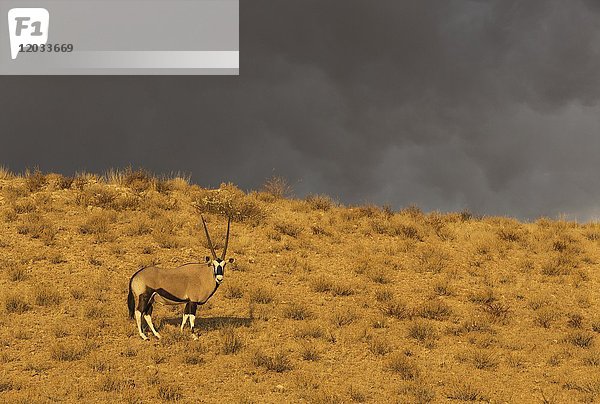 Gemsbock (Oryx gazella)  Männchen im Licht des frühen Morgens mit einem herannahenden Gewitter im Hintergrund  Kalahari-Wüste  Kgalagadi Transfrontier Park  Südafrika  Afrika