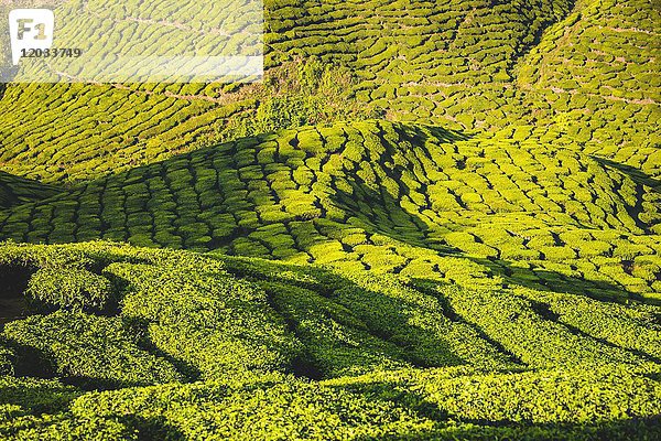Hügellandschaft mit Teeplantagen  Anbau von Tee  Cameron Highlands  Tanah Tinggi Cameron  Pahang  Malaysia  Asien