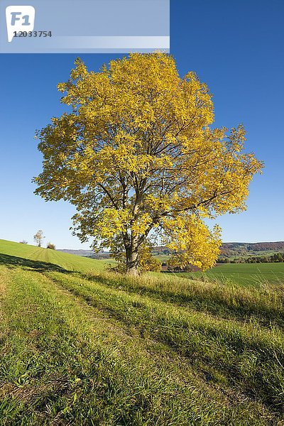 Eberesche (Fraxinus excelsior)  Solitärbaum im Herbst  Biosphärenreservat Rhön  Hessen