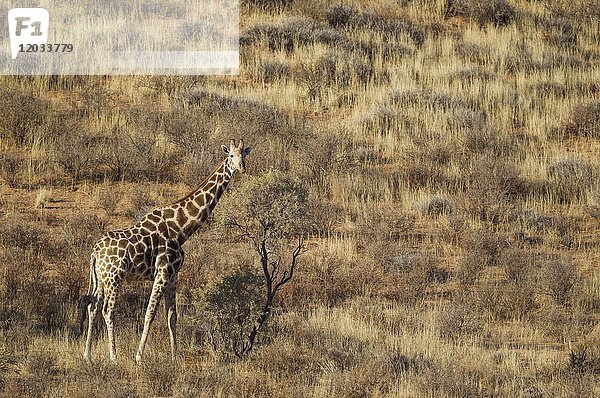 Südliche Giraffe (Giraffa giraffa)  Männchen auf grasbewachsener Sanddüne  Kalahari-Wüste  Kgalagadi Transfrontier Park  Südafrika  Afrika