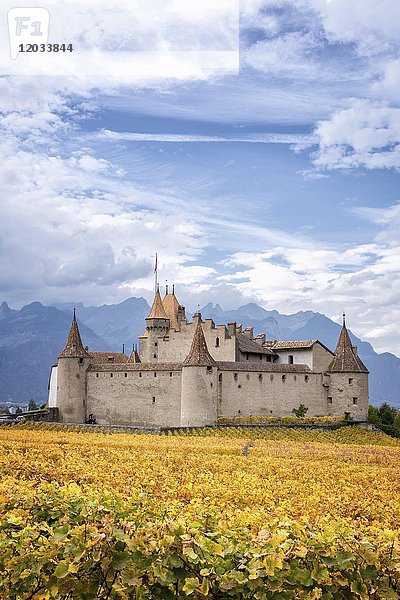 Schloss Aigle  umgeben von Weinbergen  Aigle  Waadt  Schweiz  Europa