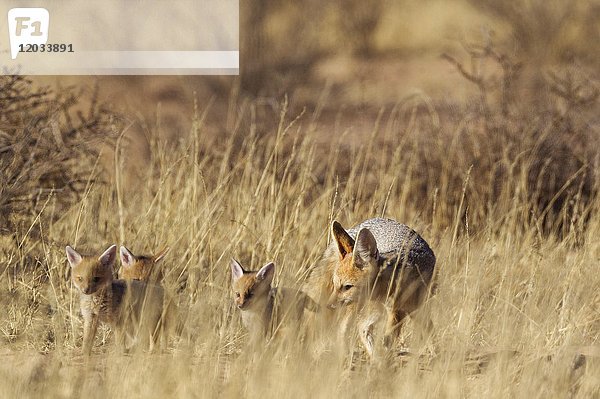 Kapfuchs (Vulpes chama)  erwachsen mit drei Jungtieren im hohen Gras  Kalahari-Wüste  Kgalagadi Transfrontier Park  Südafrika  Afrika