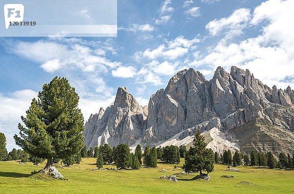 Bergwiese bei der Gschnagenhardt Alm  im Rücken Geislerspitzen  Villnösstal  Sass Rigais  Dolomiten  Südtirol  Italien  Europa