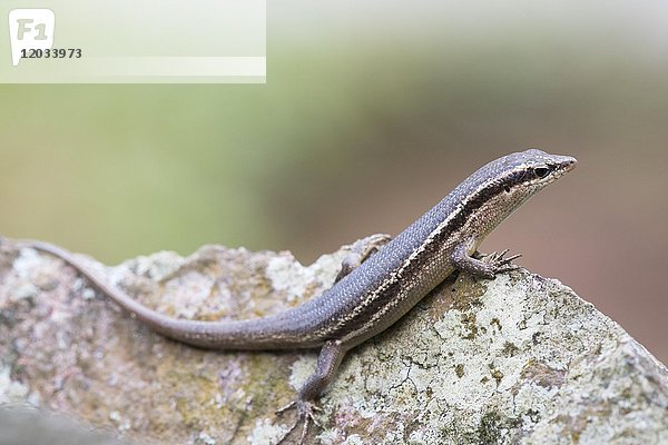 Wright's Skink (Mabuya wrightii)  Praslin  Seychellen  Afrika